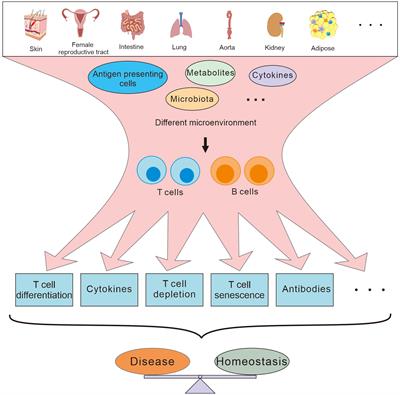 Editorial: Adaptive immunity in local tissues